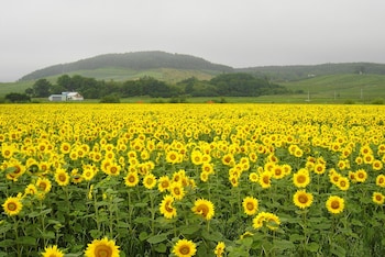 pension hoshi ni negaiwo