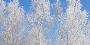 pension hoshi ni negaiwo