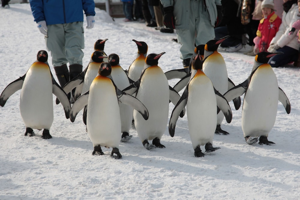 pension hoshi ni negaiwo