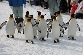 pension hoshi ni negaiwo