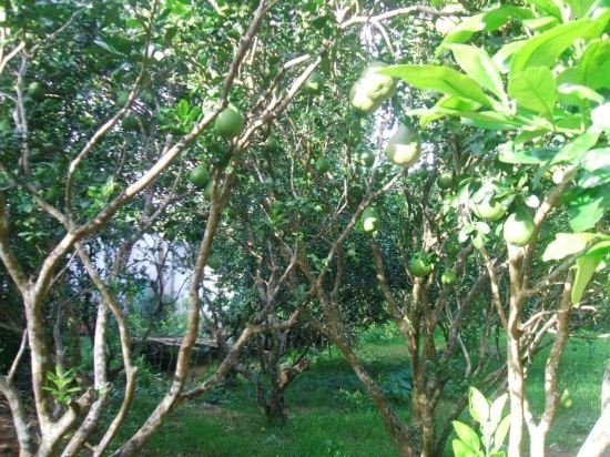 my hoa mekong homestay