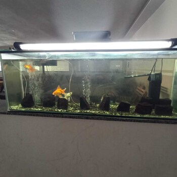 hotel iparana paradise