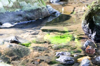 hotel fazenda massaranduba