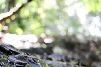 hotel fazenda massaranduba