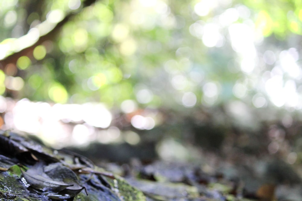 hotel fazenda massaranduba