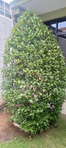 ocean view guesthouse