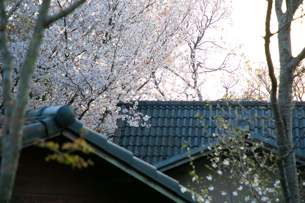 oyado ichizen