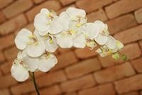 petit village icarai