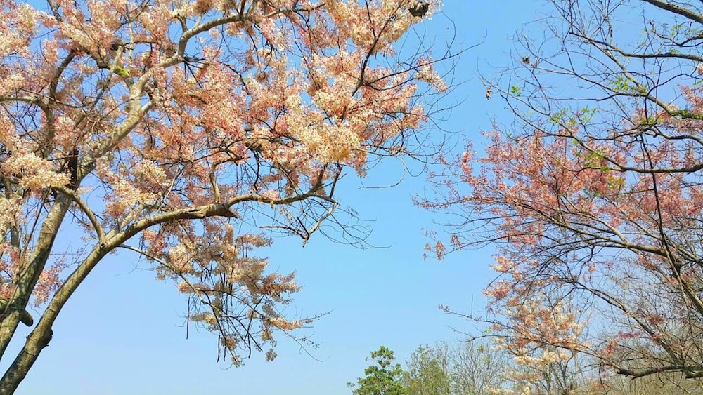 the royal chiangmai golf resort