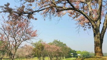 the royal chiangmai golf resort