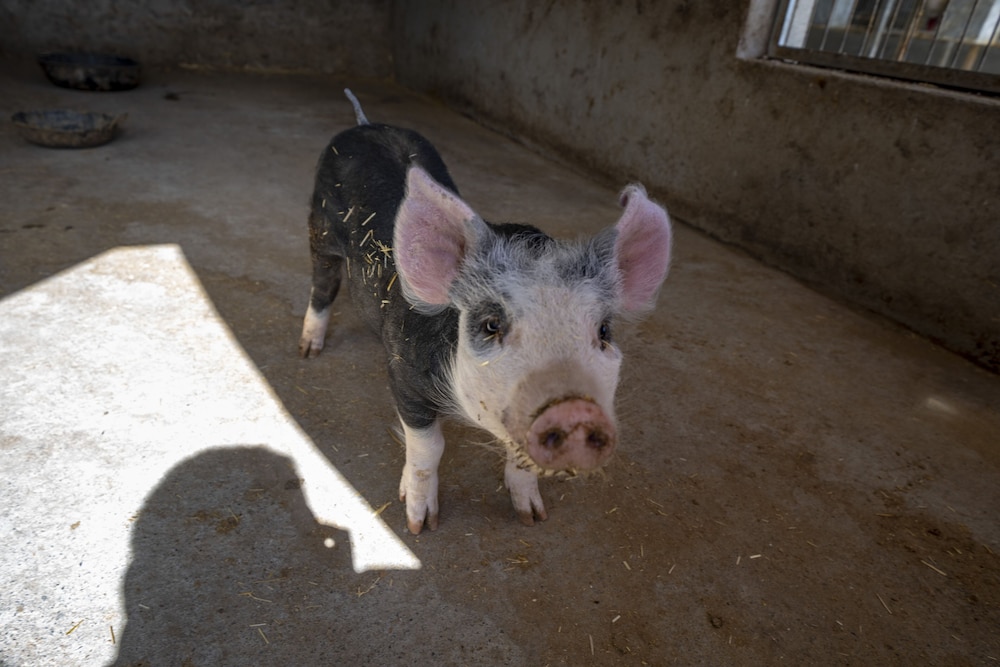 reul alto cortijos rurales