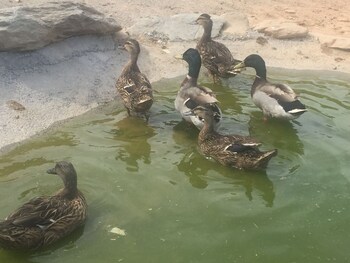 reul alto cortijos rurales