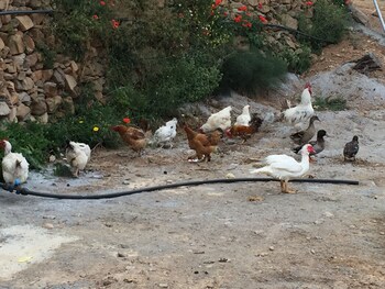 reul alto cortijos rurales