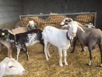 reul alto cortijos rurales