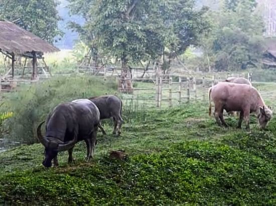 pa sak tong