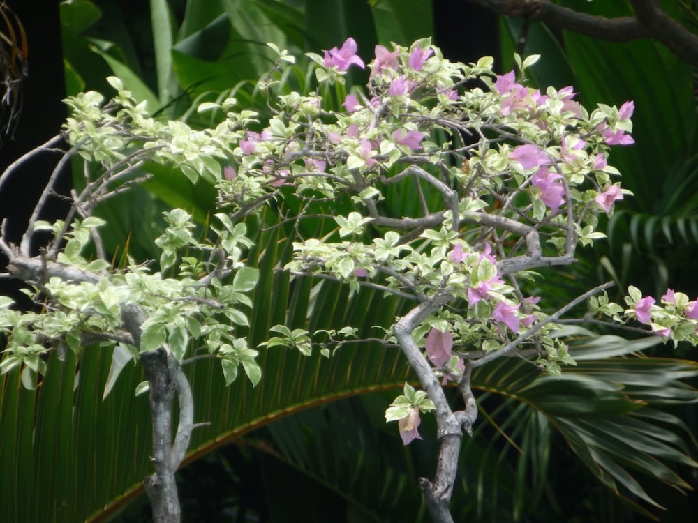 tirta sari bungalows and spa