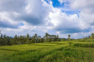 anusara luxury villas adults only