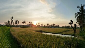 omunity bali