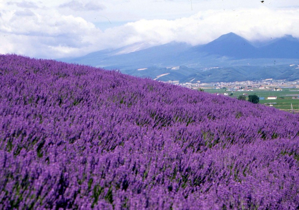 furano
