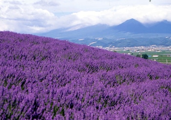 pension lavender