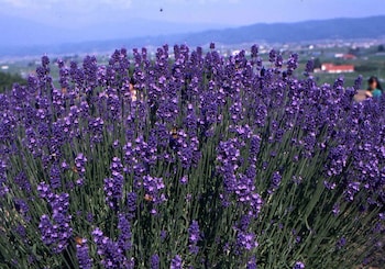 pension lavender
