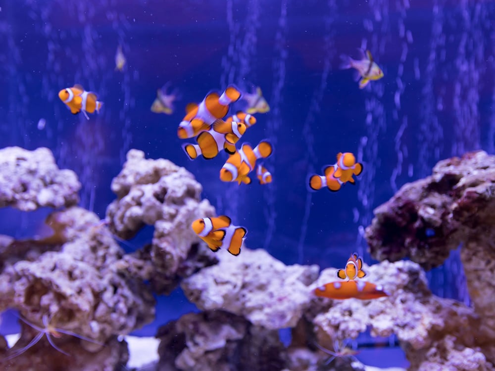 ooedo onsen monogatari premium toba saichoraku