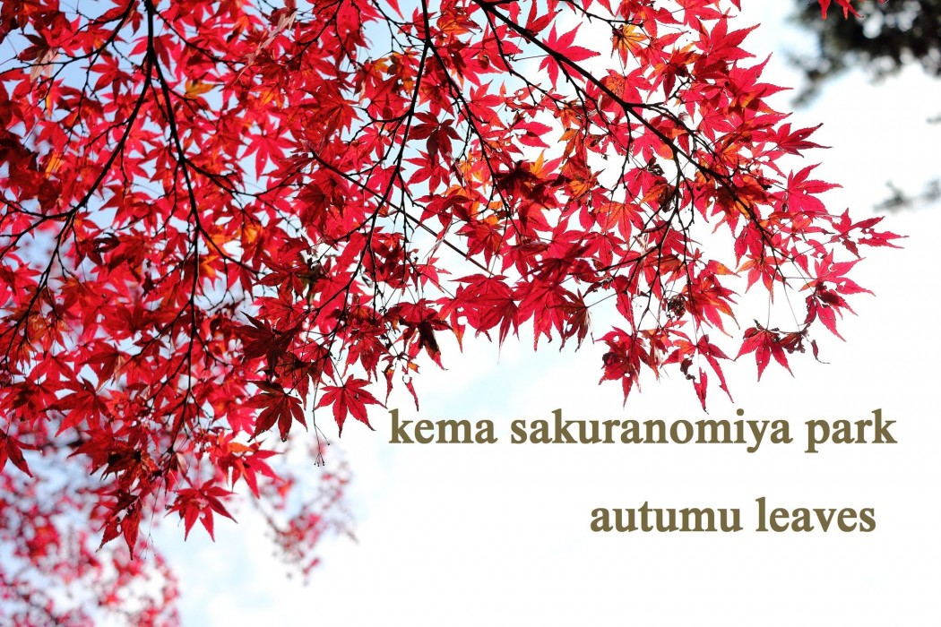 hotel noah resort sakuranomiya adults only