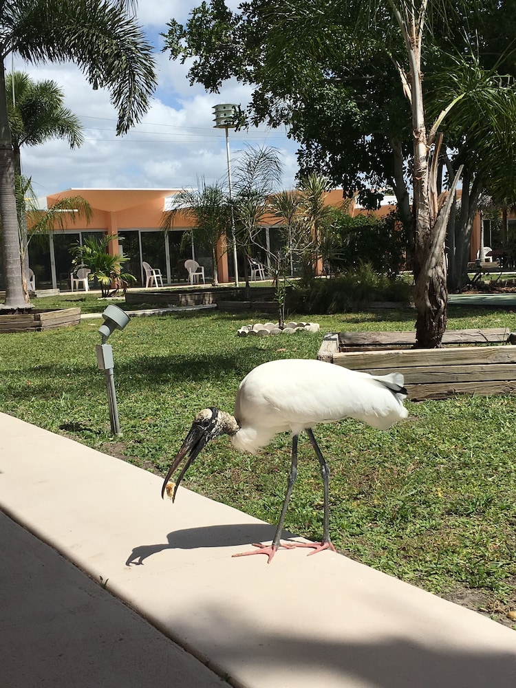 warm mineral springs motel