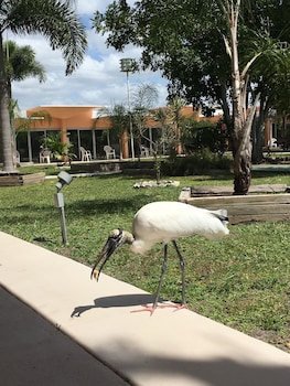 warm mineral springs motel