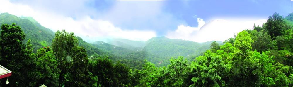 green trees munnar