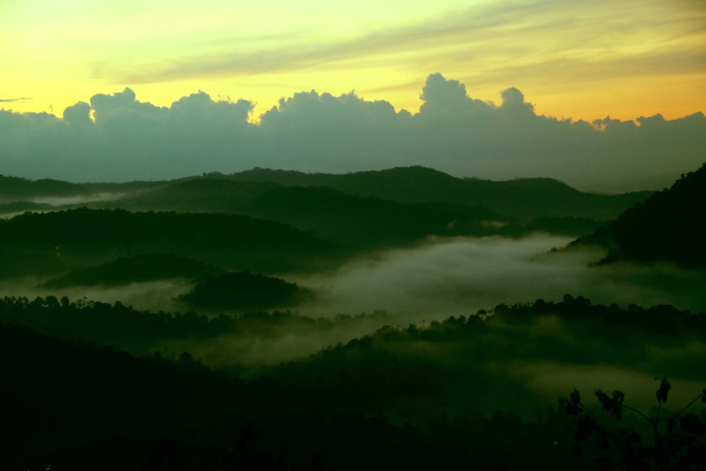 green trees munnar