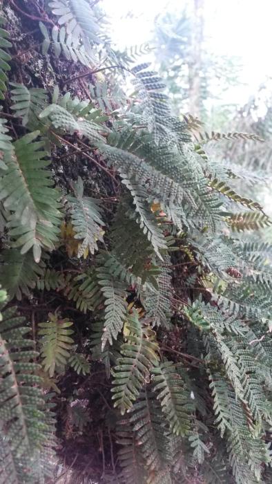 kelta hotel puerto iguazu