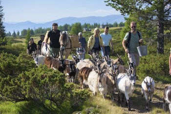 torsetlia fjellstue og hyttegrend