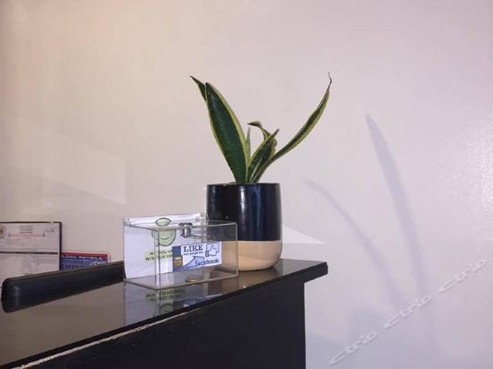 toilena room and board