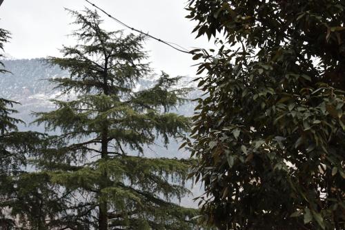 Hotel Akash,Kangra>>Dharamshala,3 star