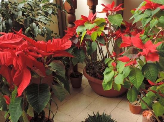il girasole bed and breakfast