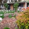 barossa country cottages