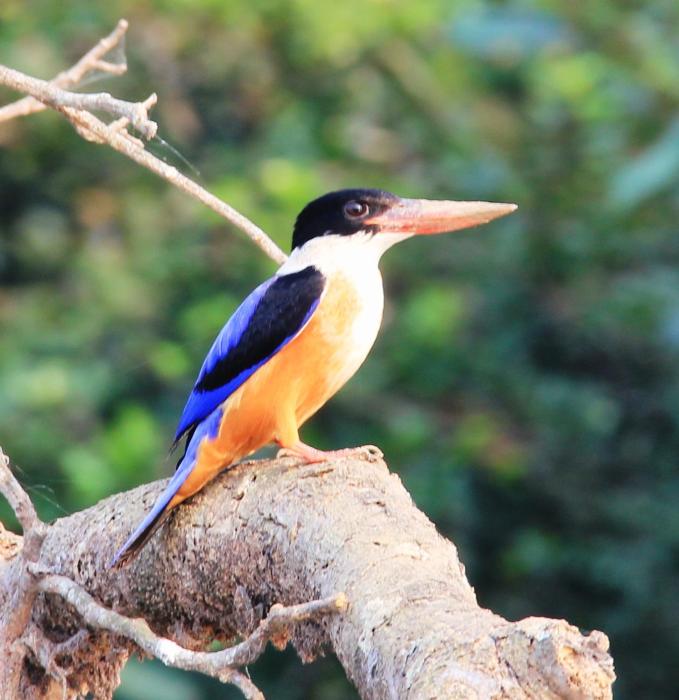 sandpebbles bhitarkanika jungle resorts