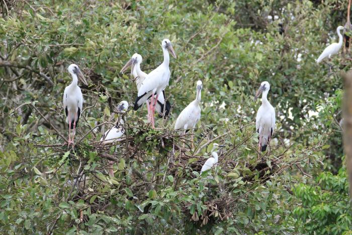 sandpebbles bhitarkanika jungle resorts