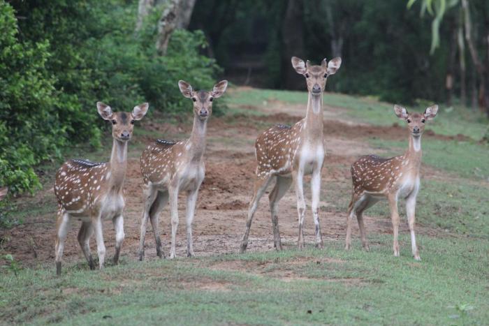 sandpebbles bhitarkanika jungle resorts
