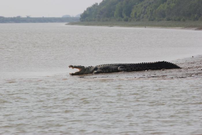 sandpebbles bhitarkanika jungle resorts
