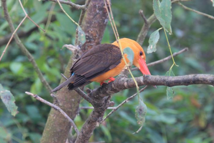 sandpebbles bhitarkanika jungle resorts