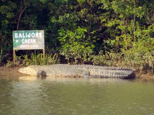 sandpebbles bhitarkanika jungle resorts