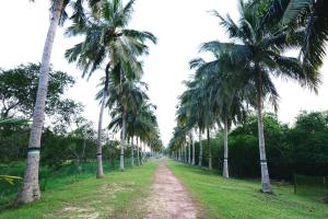 sandpebbles bhitarkanika jungle resorts