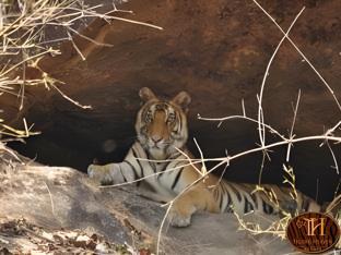 tigers heaven resort