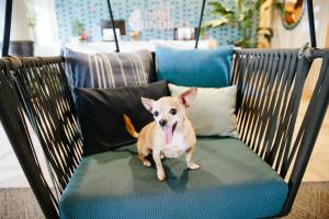 hotel indigo orange beach gulf shores by ihg