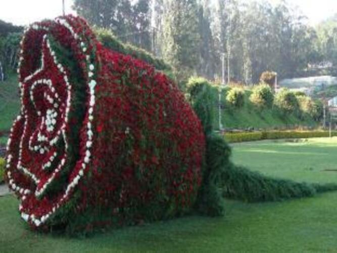ooty