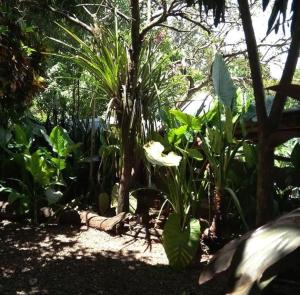 puerto iguazu