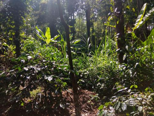 heights farm stay coffee estate stay