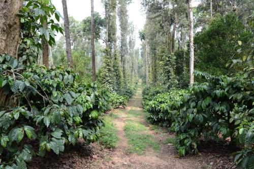 heights farm stay coffee estate stay